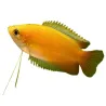 Gourami