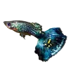 Guppik