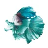 Betta